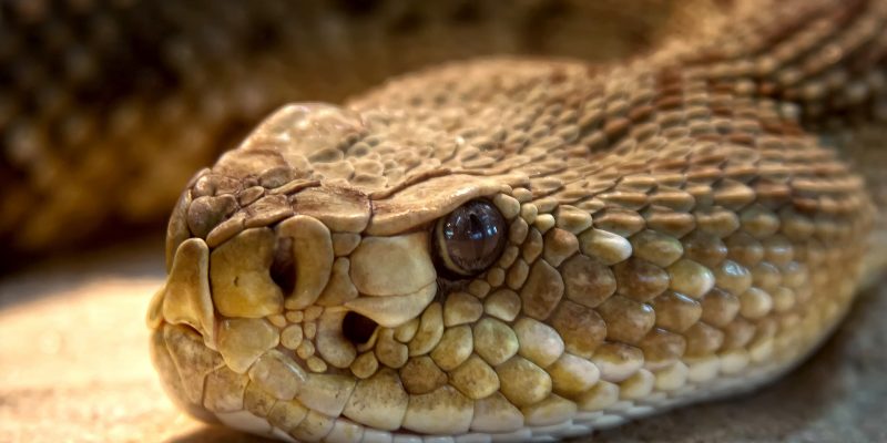 serpent